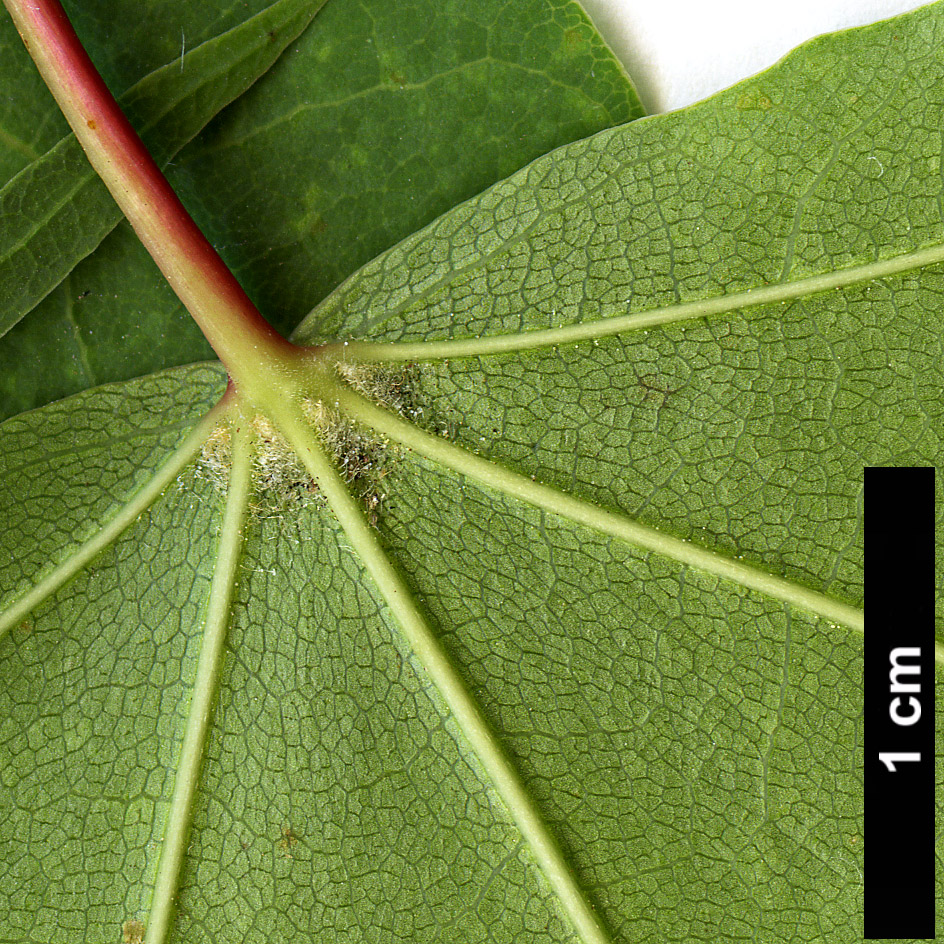 High resolution image: Family: Sapindaceae - Genus: Acer - Taxon: pictum - SpeciesSub: subsp. macropterum High resolution image: Family: Sapindaceae - Genus: Acer - Taxon: pictum - SpeciesSub: subsp. macropterum